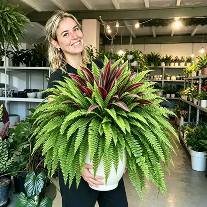 🌿 Levensechte kunstvaren & rode dracaena: UV-bestendige plant voor buiten! ✨