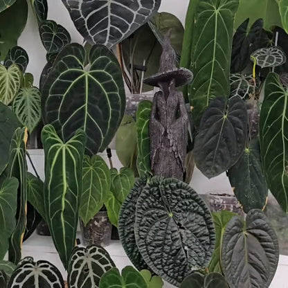 🧙‍♀️De bewaker van je huis | Het betoverende heksenbeeld